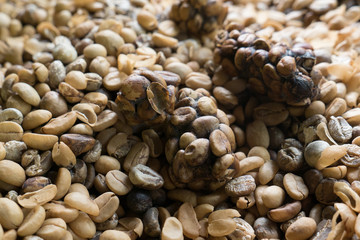 Luwak Coffee Beans