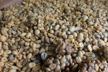 Luwak Coffee Beans