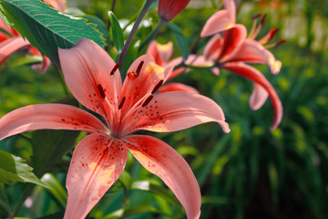Beautiful and unusual pink lily blooms in the spring green garden