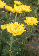 Fresh yellow chrysanthemum is blooming .