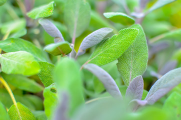 Fototapeta na wymiar Close-up of sage plant in herb garden
