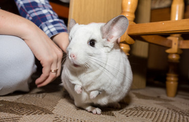 Obraz premium White chinchilla is near his owner. Woman is stroking her cute home pet.