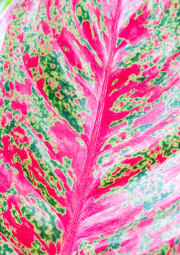 Closeup of the Aglaonema leaf(Chinese evergreen).