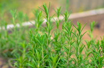 Green rosemary herb at the summer garden