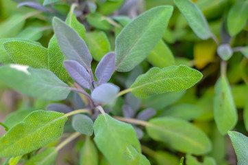 Close-up of sage plant in herb garden