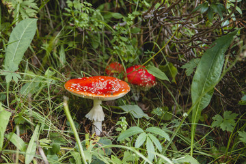 amanita muscaria mushrooms growing wild in the forest
