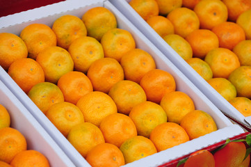 House-grown mandarin on the Jeju island, South Korea
