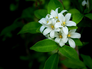 Bouquet of Orange Jessamine Flowers Blooming