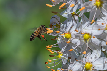 Allphotokz Bee 20170608 5550 D810