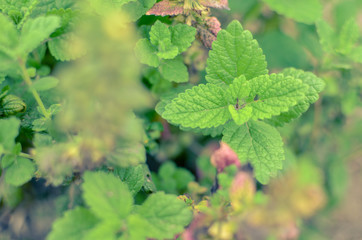 Closeup of vividly green fresh mint plant