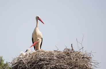 stork returning to their nests in the spring months, the stork's nest, the two storks,