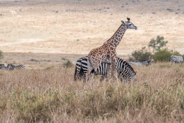 Giraffes walking in savanna at day light in Maasai Mara, Africa