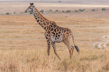 Naklejka na ściany i meble Giraffes walking in savanna at day light in Maasai Mara, Africa