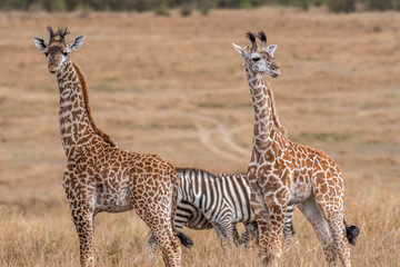 Fototapeta na wymiar Giraffes walking in savanna at day light in Maasai Mara, Africa