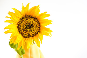 One sunflower isolated on white background with green leaf, close up