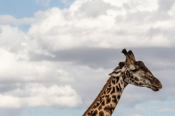 Two adult giraffe making love during day in Maasai mara