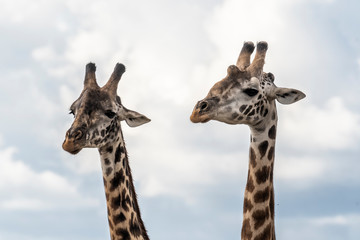 Two adult giraffe making love during day in Maasai mara