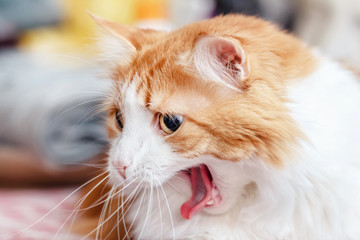 Yawning red cat