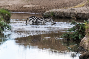 Fototapeta na wymiar Zebras crossing small water stream in Maasai Mara during migration season