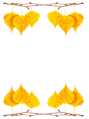 Bright colorful autumn leaves