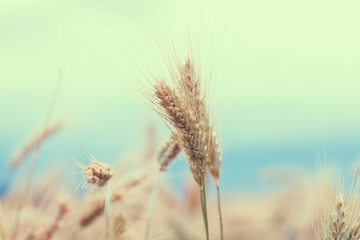 golden wheat field, blue sky