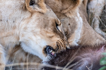 Two lioness eating the flesh of waterbuck in Maasai Mara triangle after hunting