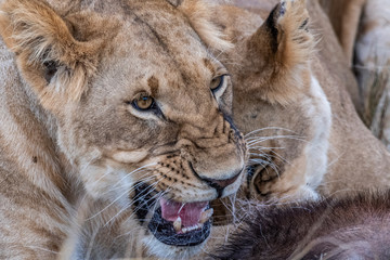 Two lioness eating the flesh of waterbuck in Maasai Mara triangle after hunting