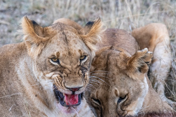 Two lioness eating the flesh of waterbuck in Maasai Mara triangle after hunting