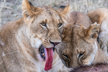 Obraz na płótnie Canvas Two lioness eating the flesh of waterbuck in Maasai Mara triangle after hunting