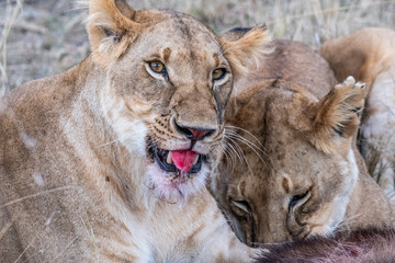 Fototapeta premium Two lioness eating the flesh of waterbuck in Maasai Mara triangle after hunting