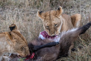 Two lioness eating the flesh of waterbuck in Maasai Mara triangle after hunting