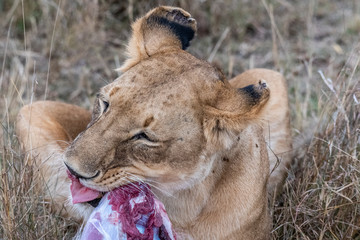 Two lioness eating the flesh of waterbuck in Maasai Mara triangle after hunting