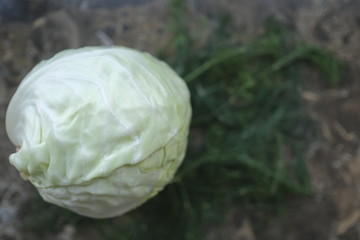 One white cabbage on a table.