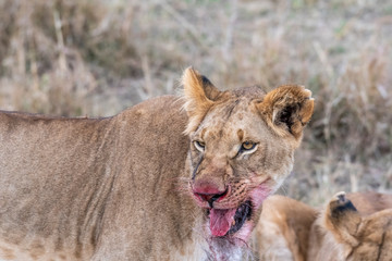 Two lioness eating the flesh of waterbuck in Maasai Mara triangle after hunting