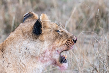 Two lioness eating the flesh of waterbuck in Maasai Mara triangle after hunting