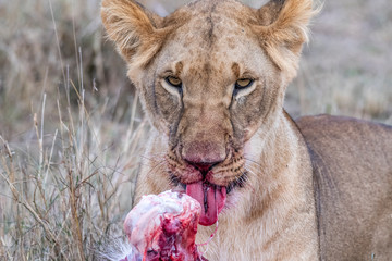 Two lioness eating the flesh of waterbuck in Maasai Mara triangle after hunting