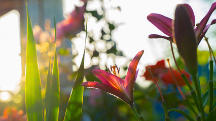pink lily blooming in garden. sunset light and bokeh on background. zephyranthes,  stargazer lily flower.