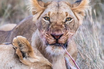 Two lioness eating the flesh of waterbuck in Maasai Mara triangle after hunting