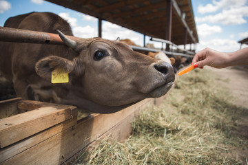girl hand feeds a cow