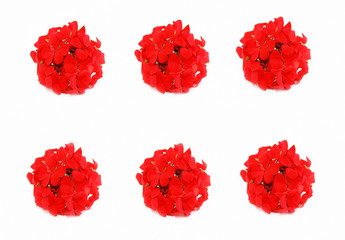 small natural flowers of red geranium on a white background