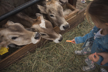 baby feeds calves