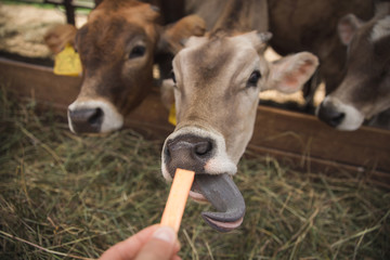 cow pulls tongue to food