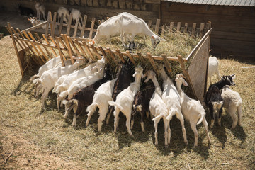 Herd of goats eating grass on farm