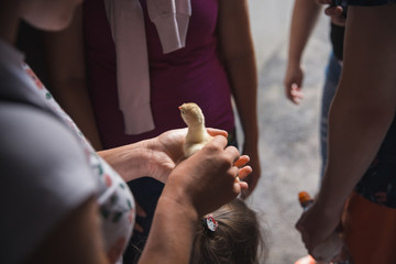 Chicken in hands on verme