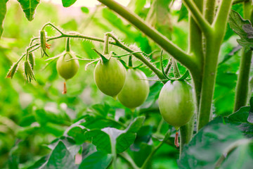 Green Tomatoes in a garden. Close up. Farm plants