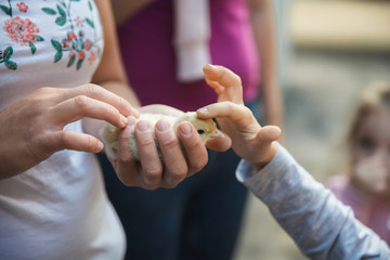 Chicken in hands on verme