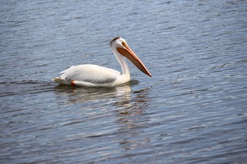 Fototapeta na wymiar pelican in water