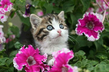 kitten in flowers