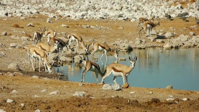 springbok antelopes drink water