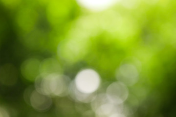 Fototapeta na wymiar Sunny abstract green nature background, Blur park with bokeh light , nature, garden, spring and summer season